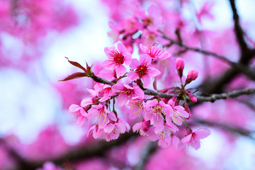 Obraz premium Beautiful of close up Wild Himalayan Cherry. Pink Thai Cherry blossom in tropical forest in northern Thailand.