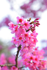 Beautiful of close up Wild Himalayan Cherry. Pink Thai Cherry blossom in tropical forest in northern Thailand.