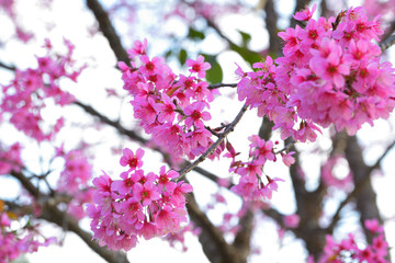 Obraz premium Beautiful of close up Wild Himalayan Cherry. Pink Thai Cherry blossom in tropical forest in northern Thailand.