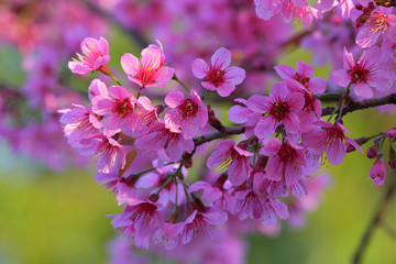 Beautiful of close up Wild Himalayan Cherry. Pink Thai Cherry blossom in tropical forest in northern Thailand.