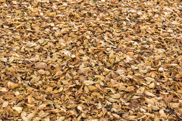 autumn leaves on the ground in the forest
