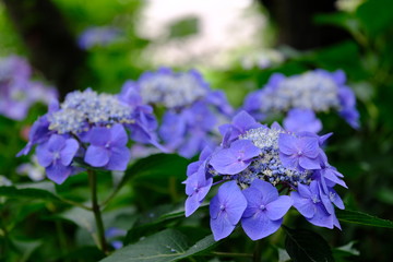 埼玉 権現堂の紫陽花（あじさい）