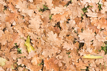 autumn oak tree leaves on the ground