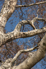 Fototapeta na wymiar autumn tree branches of plane tree with blue sky