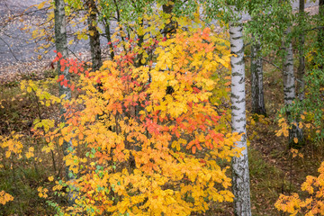 Colorful rowan foliage at park