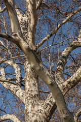 autumn tree branches of plane tree in sun light