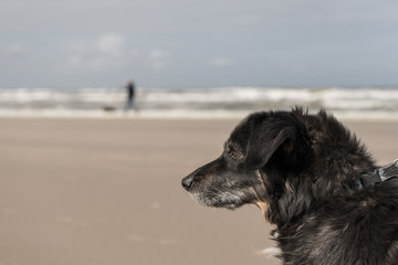 Fototapeta premium dog walk on north sea beach