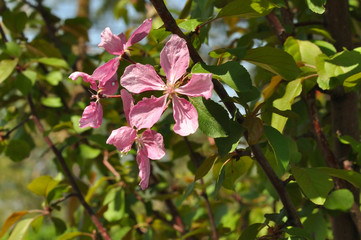 Pink flowers of the Apple-tree