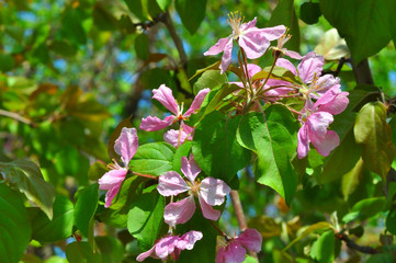 Pink flowers of the Apple-tree