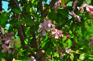 Pink flowers of the Apple-tree