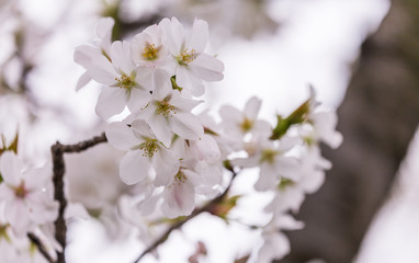 close up pink sakura (Yamazakura) blossom near Osaka castle.