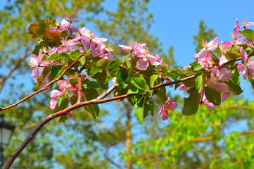 Pink flowers of the Apple-tree