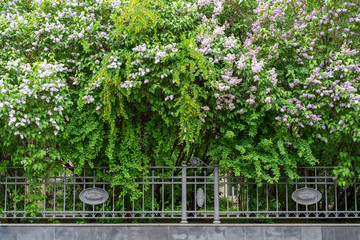lilac bushes in the park