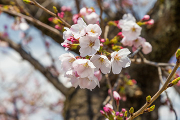 Fototapeta premium Cherry blossom or Sakura in Japan