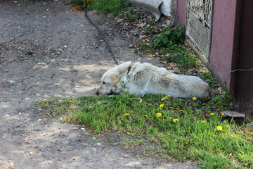 Fototapeta premium The life of the domestic dog. Sleeps. Color - beige. She's on the circuit. It's spring.