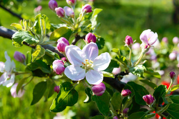 Fototapeta na wymiar Beautiful flowering apple tree branch close up. Gardens in the spring.