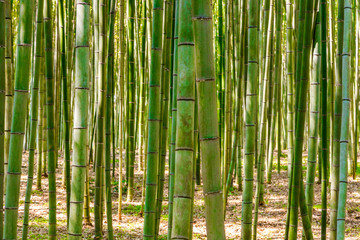 Fototapeta na wymiar Bamboo forest in Arashiyama, Kyoto, Japan