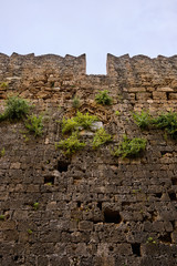 green plants grow out of an old wall