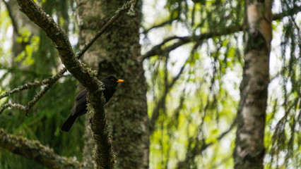 Black bird sitting on a birch.