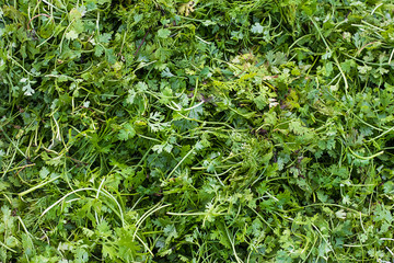 Fresh and green coriander leaves close up shot, coriander background