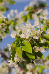 Cherry tree blossom. White flower on natural blue background