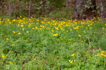 field with yellow blossom flowers.