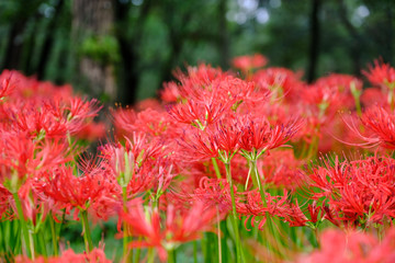 埼玉 巾着田の彼岸花(ヒガンバナ)