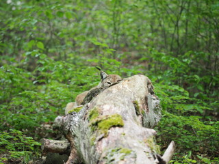 Luchs versteckt sich hinter Baumstamm