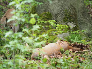 Luchs schleicht sich an Beute heran