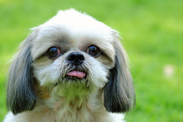 Front innocent face of young Shih Tzu dog, long tongue and doubtful, look straight on fresh green field