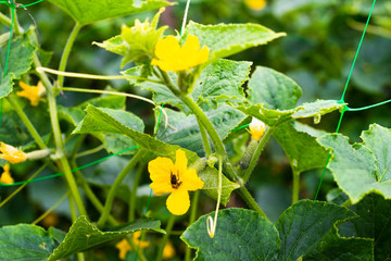 Cucumber yellow flowers with pollinating bee