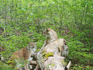männlicher und weiblicher Luchs auf Baumstamm