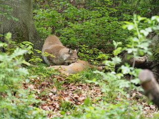 Luchs frisst erbeuteten Rehbock