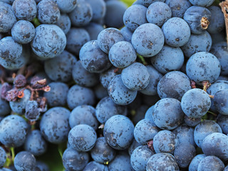 Wein Trauben Blau