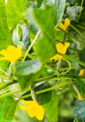 Growing the cucumbers