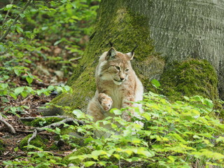 Luchs putzt sich blutverschmierte Pfote