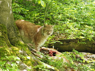 Luchs mit erbeutetem Reh