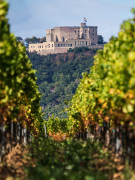 Weinreben vor Hambacher Schloss