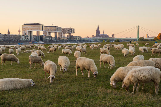 Schaafe auf den Poller Wiesen in K&ouml;ln am Abend