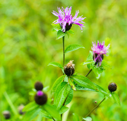 Knapweed (cornflower) flower