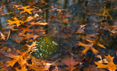 Frogspawn in a pond above water