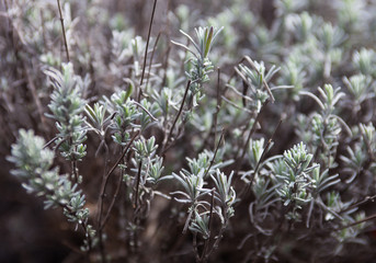 Wormwood. Close-up.
