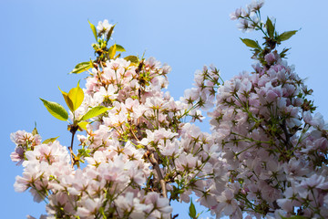 Cherry tree blossom
