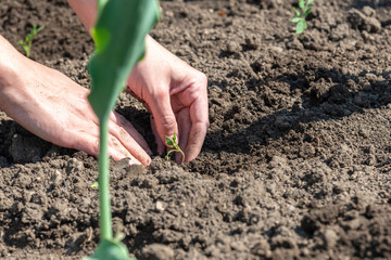 A woman is planting tomato seedlings and using her hands to tamp the ground for better rooting of the sprouts.