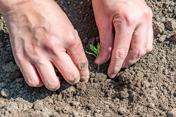 A woman is planting tomato seedlings and using her hands to tamp the ground for better rooting of the sprouts.