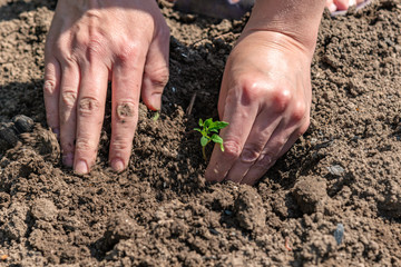 A woman is planting tomato seedlings and using her hands to tamp the ground for better rooting of the sprouts.