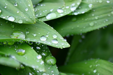 雨粒に濡れた緑の葉