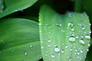 雨粒に濡れた緑の葉