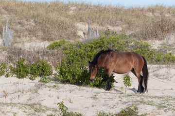 Wild Horses on the Northern End of the Outer Banks in the Sand Dunes at Corolla North Carolina