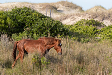 Wild Horses on the Northern End of the Outer Banks in the Sand Dunes at Corolla North Carolina